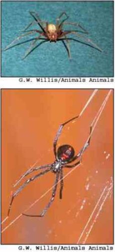 Learn to Like Spiders